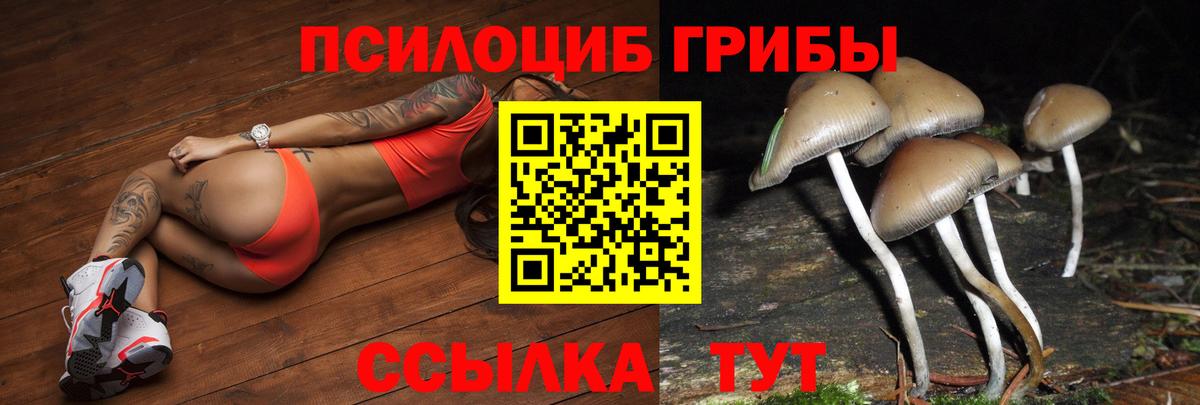 Заволжье  Галлюциногенные грибы MAGIC MUSHROOMS  Вход с VPN 